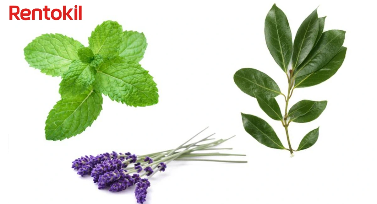 3 plantas para ahuyentar a las cucarachas