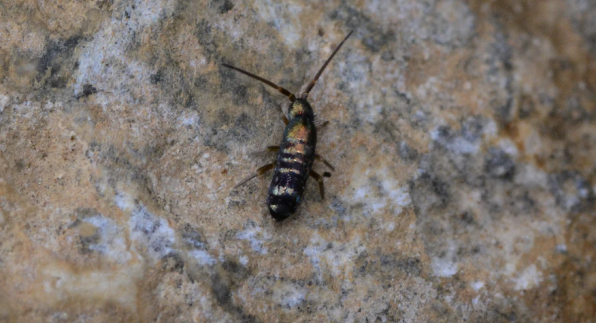 Springtail