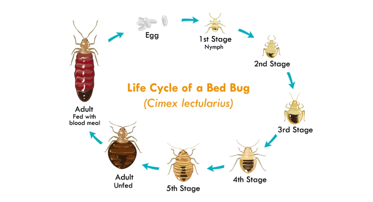 bed bug life cycle