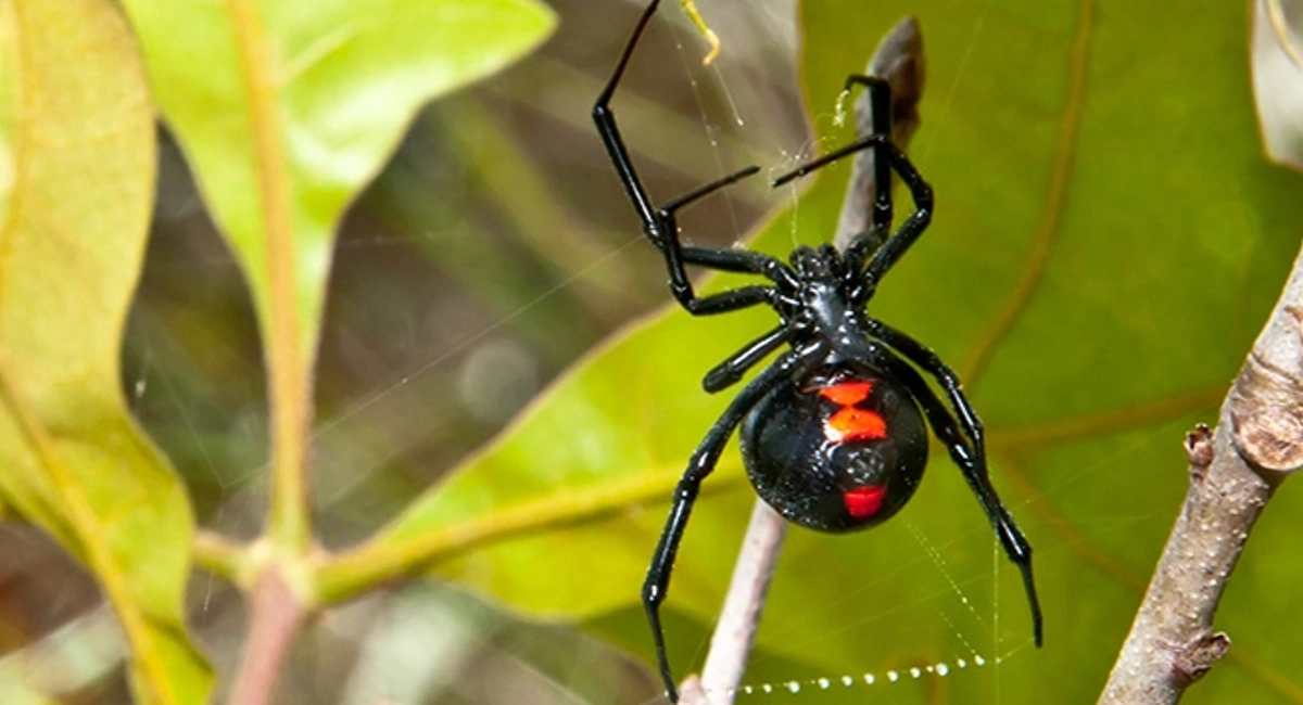 Spider