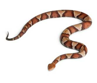 Serpente testa di rame