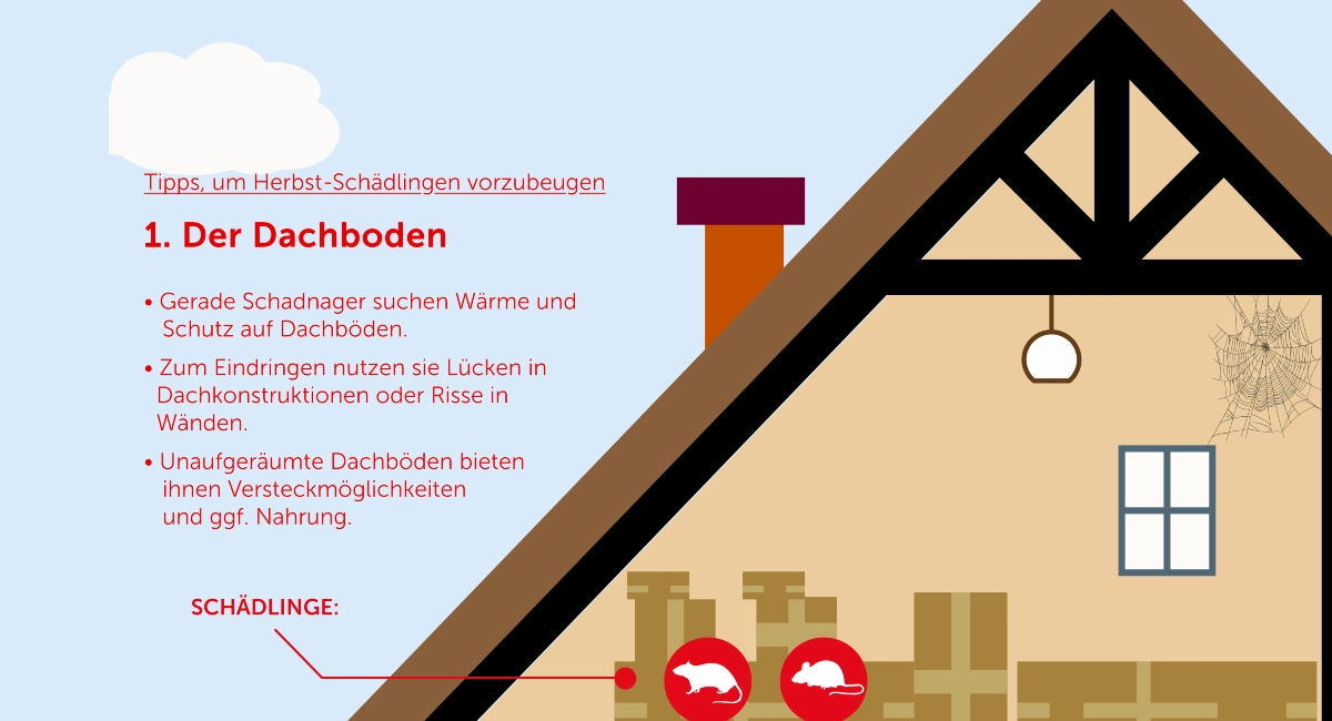 Herbst-Schädlingen vorbeugen - Dachboden