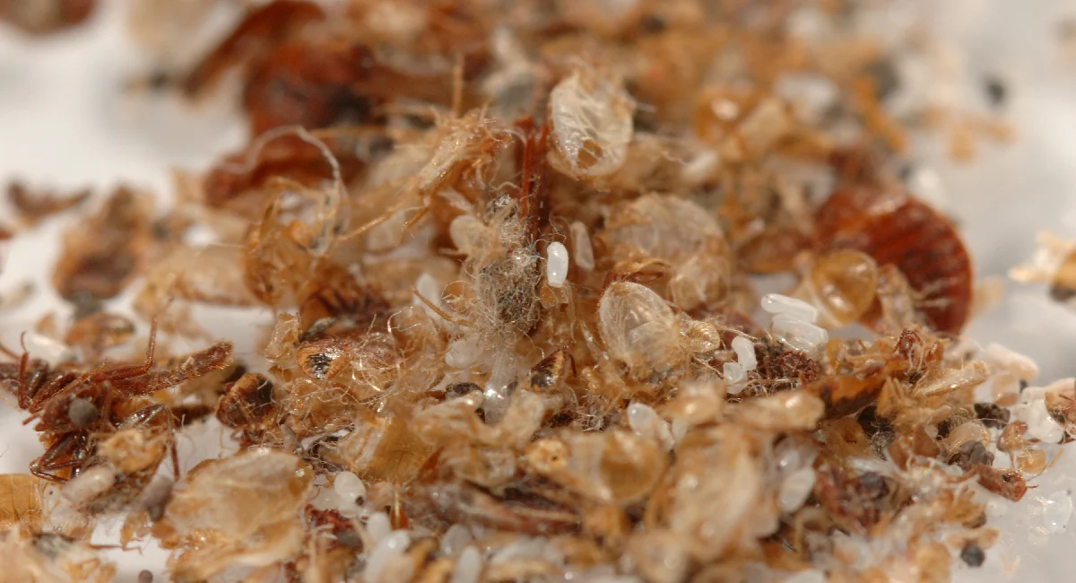 rentokil-image-pest-bed-bugs-waste-skin-eggs-carcasses.webp