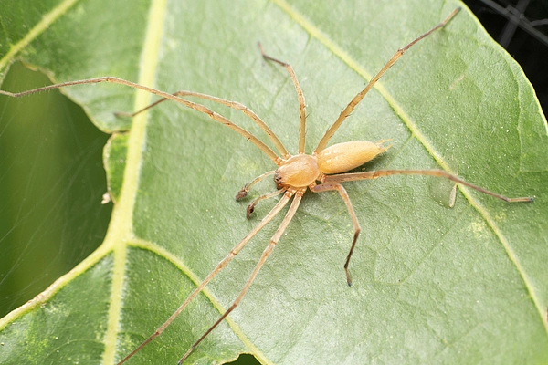 Yellow-sac-spider