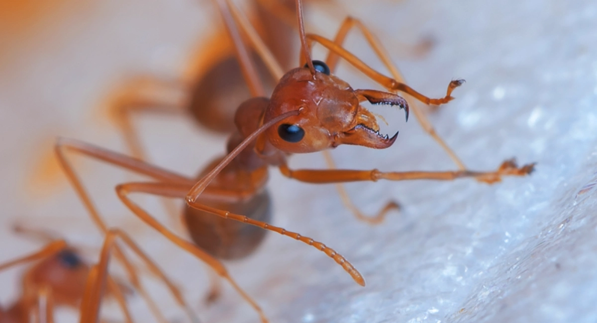 fourmi rouge - Myrmica rubra
