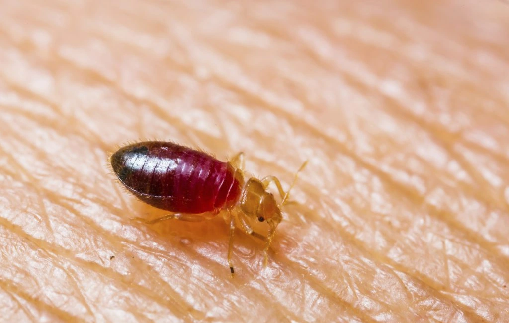 Bed Bug Skin Biting