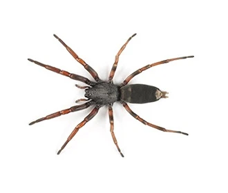 White-Tailed Spider
