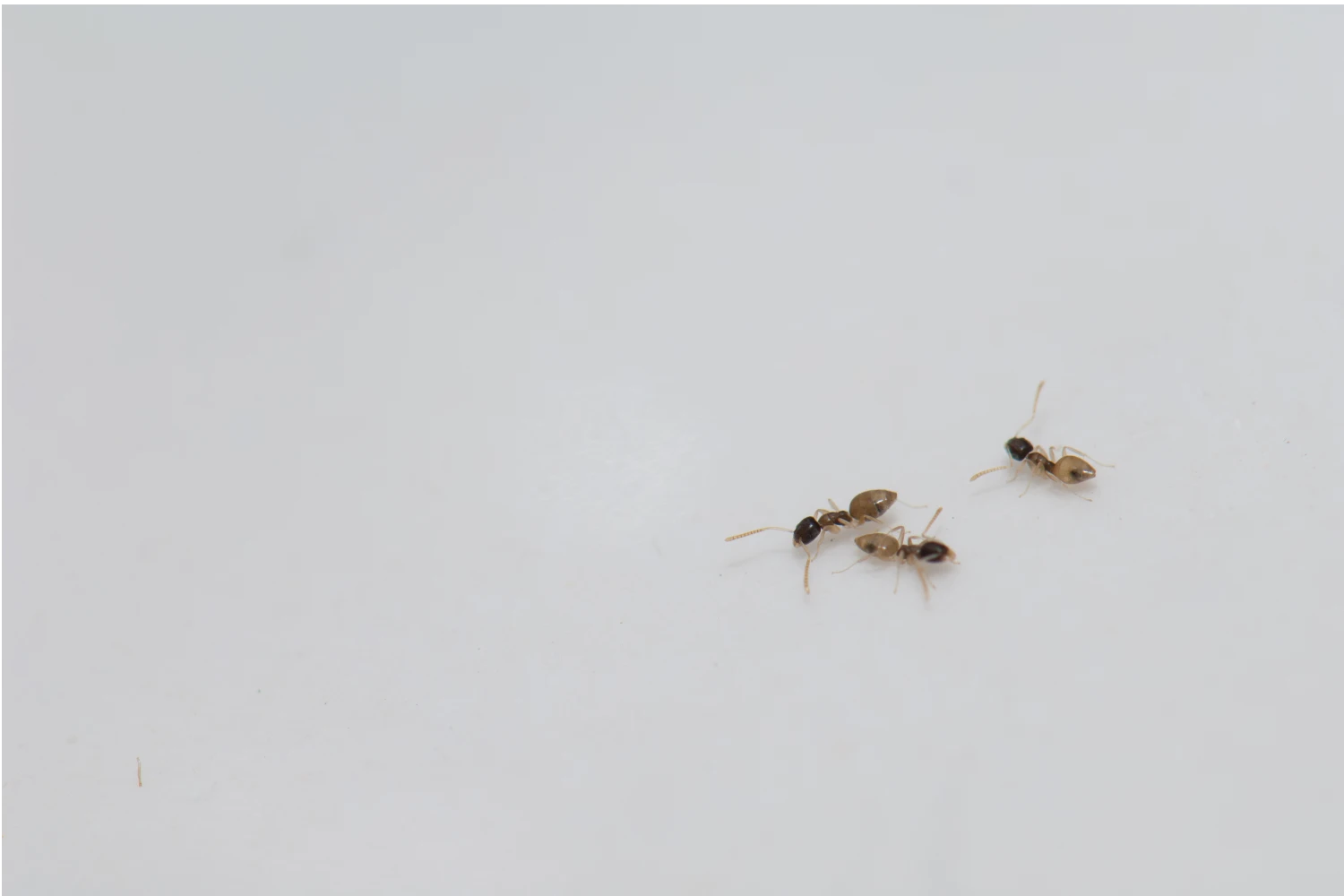 ant