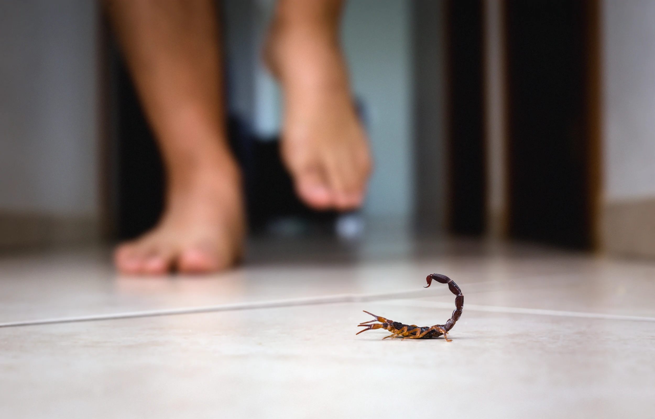 Escorpião dentro de casa