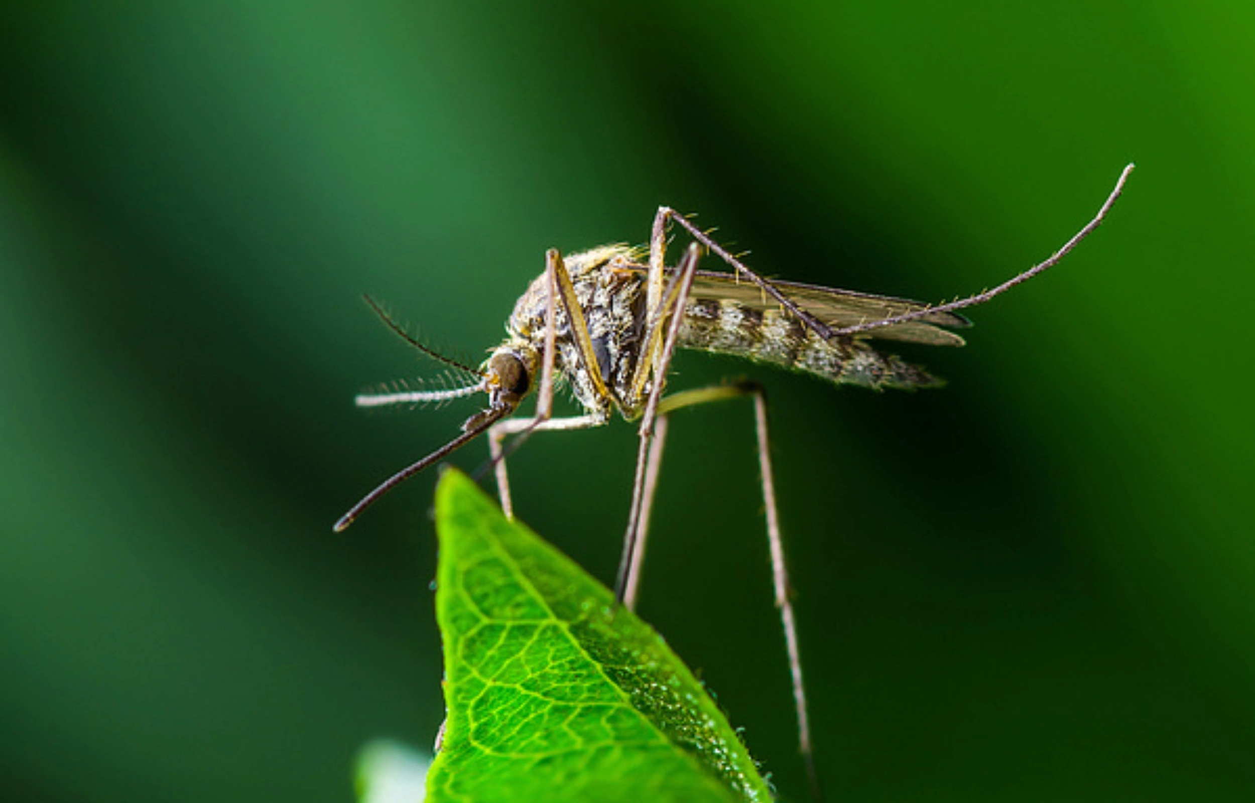 Virus Zika