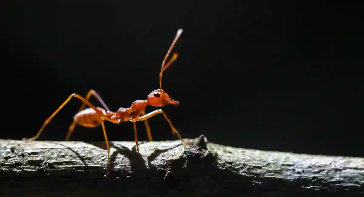 fire-ant