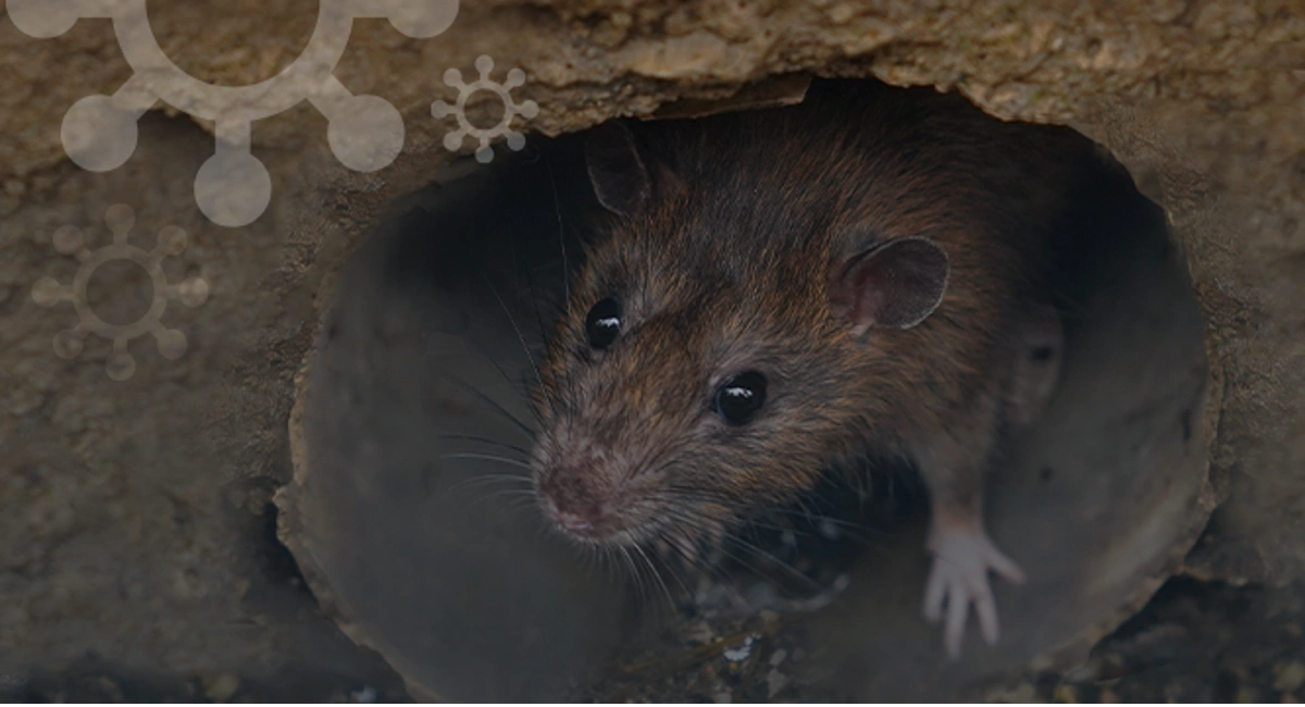 Rat in Drainage Hole