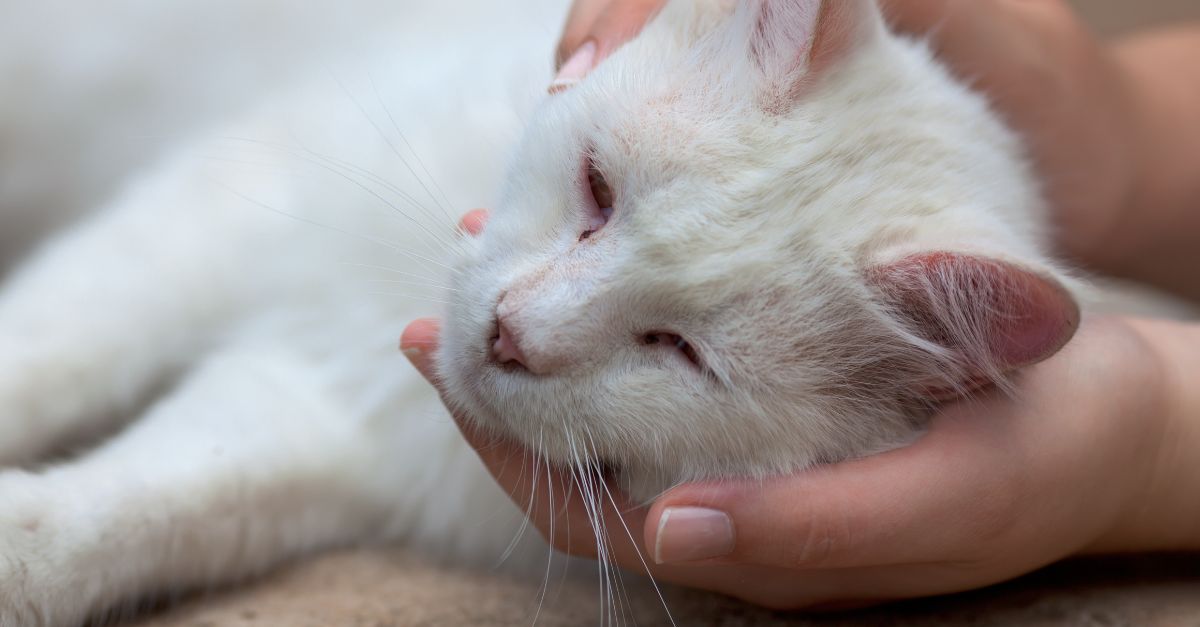 sick cat