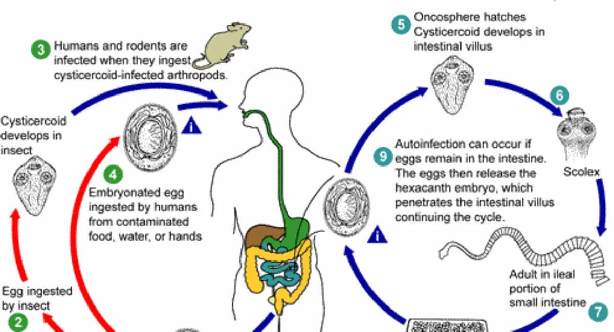 hunta virus CDC
