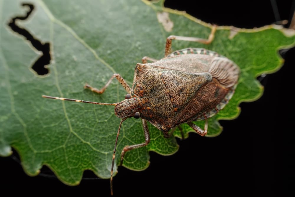cimice-asiatica