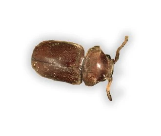 aranha zebra