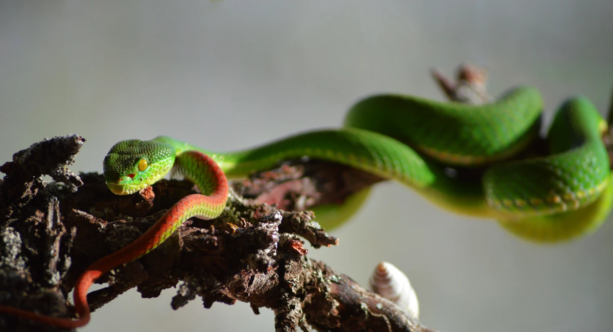 Trimeresurus Albolabris