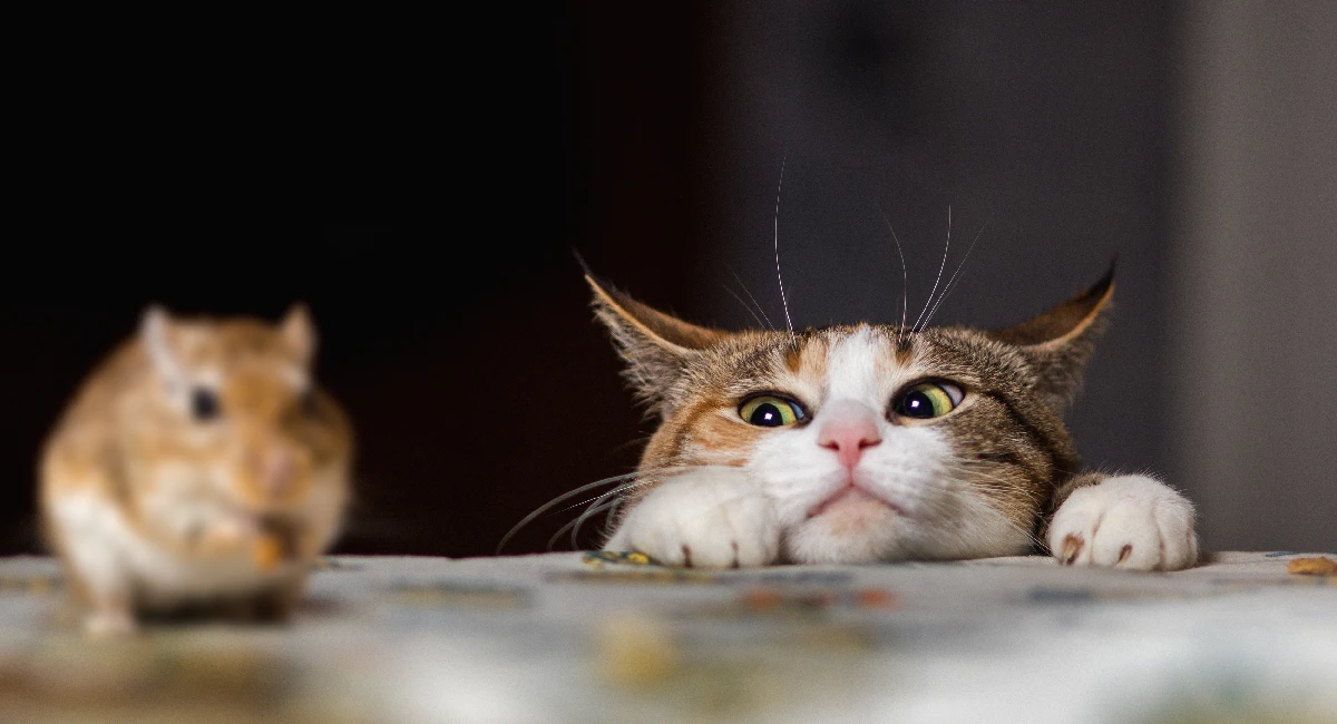 muis-niet-altijd-bang-voor-kat