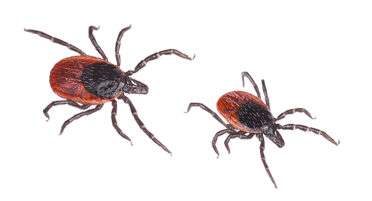  Kutu triatomine