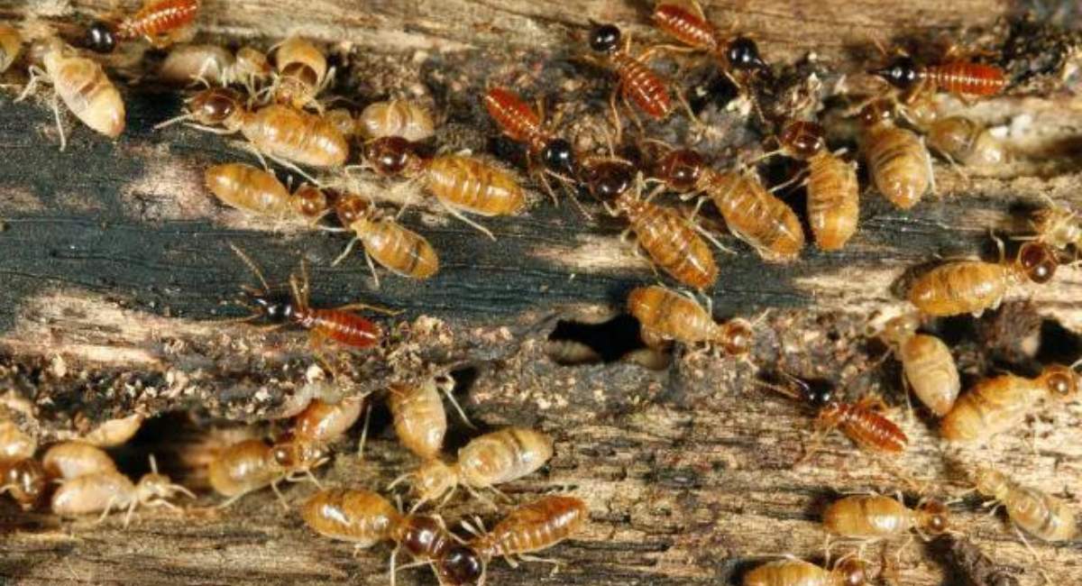 Termite Queen & King