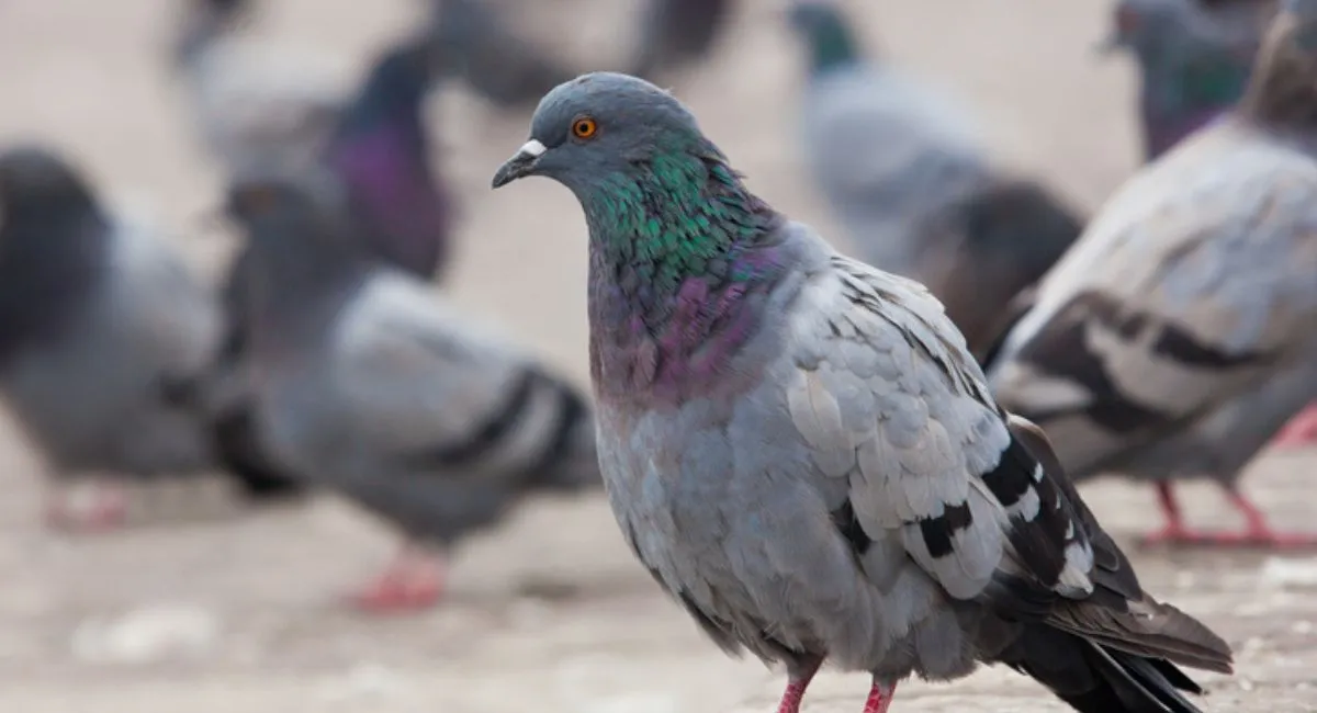 Pigeons