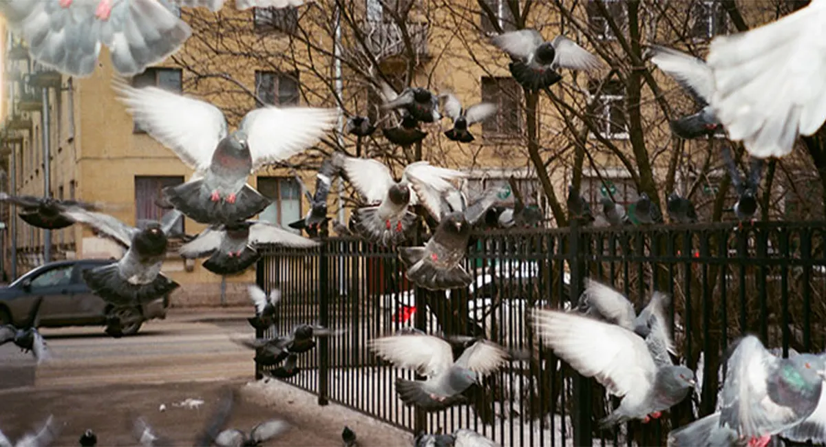 Pigeons in city