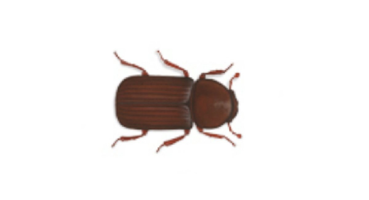 Bark Beetle