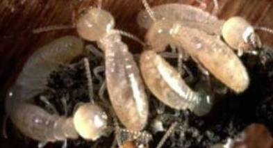 Worker Ants