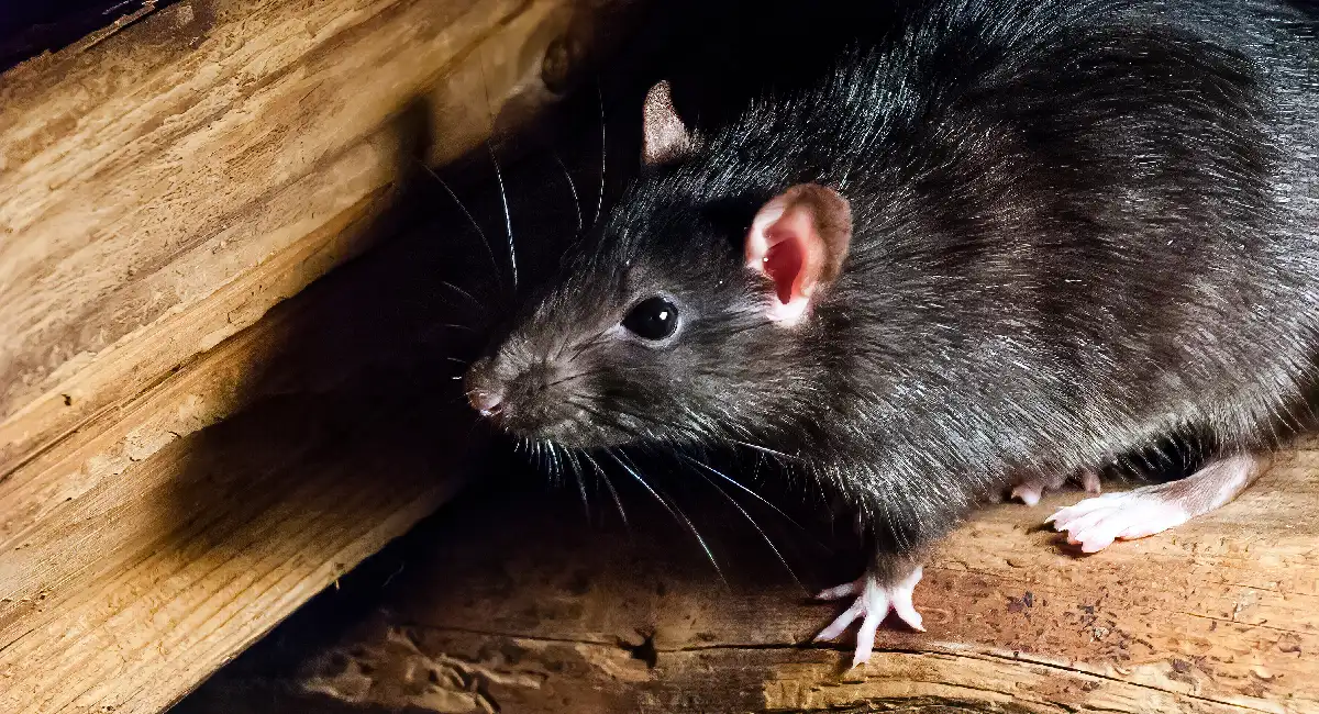 Rat noir