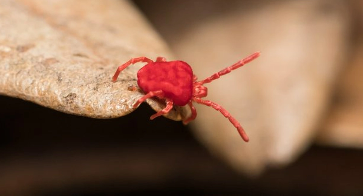 red colver mite