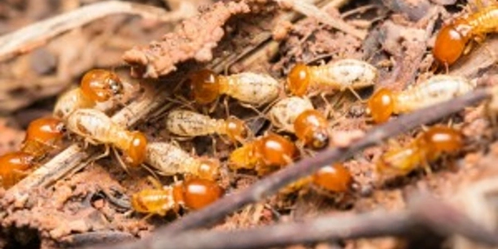 Termite Caste vector