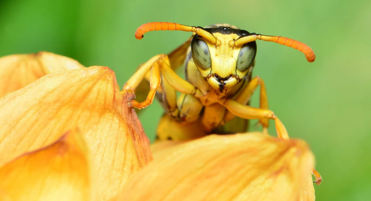 Wasp Flower Petal Close up