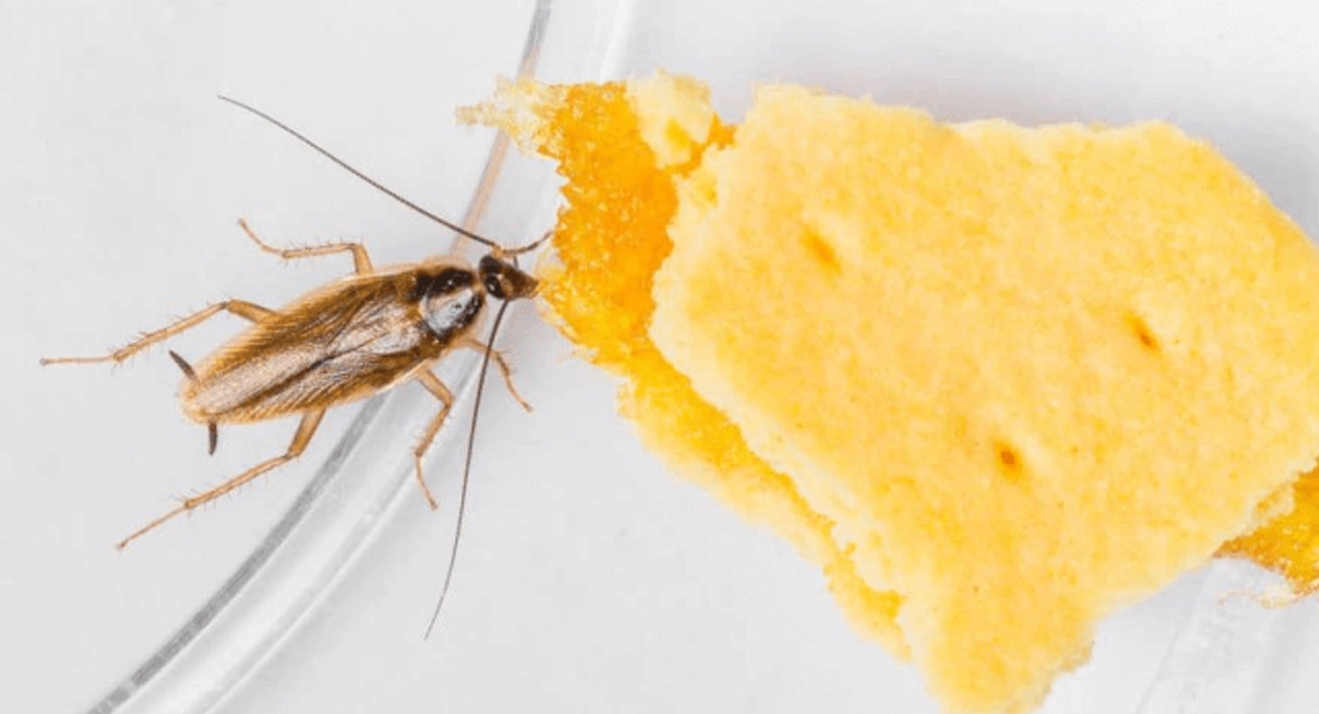 Cockroach
