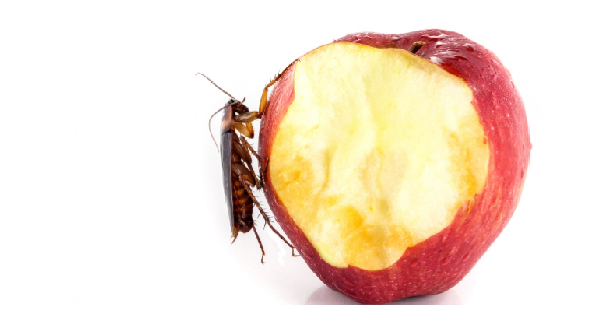 Cucaracha