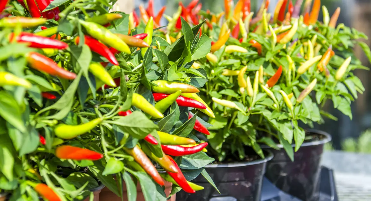 Will chili practical to repel birds?
