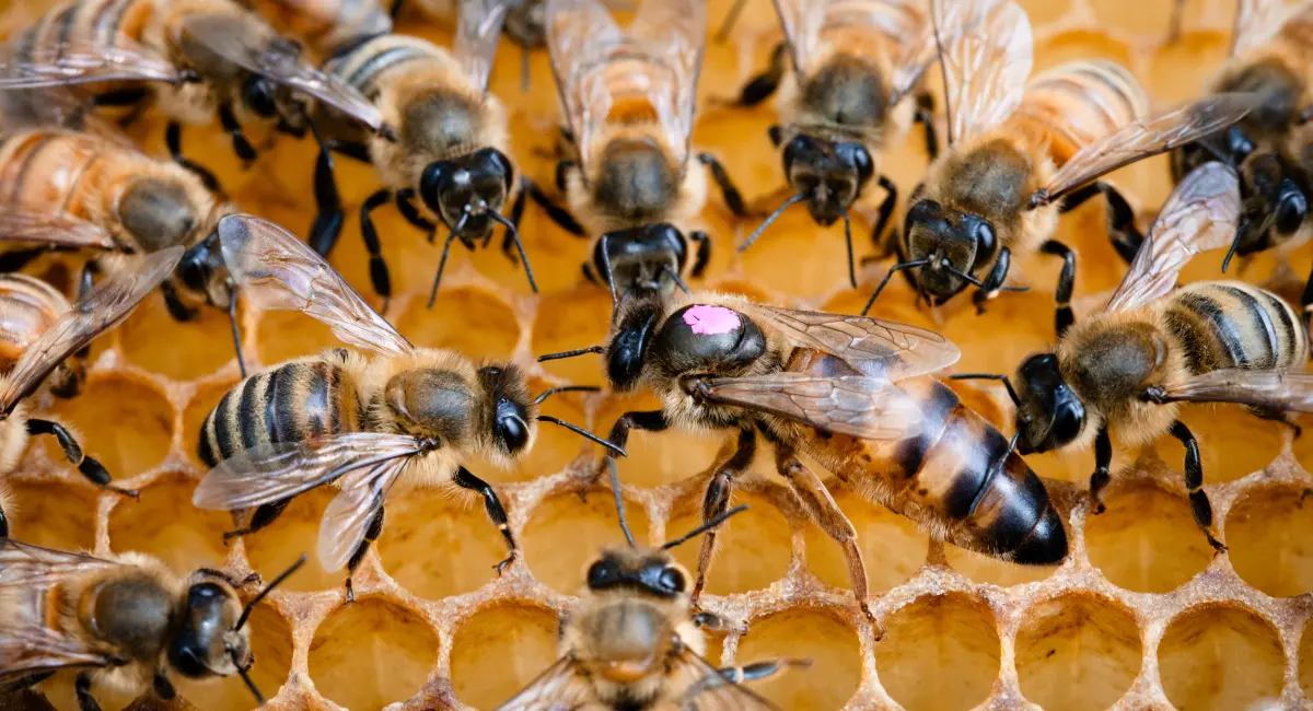 Bienennest erkennen an Honigwaben