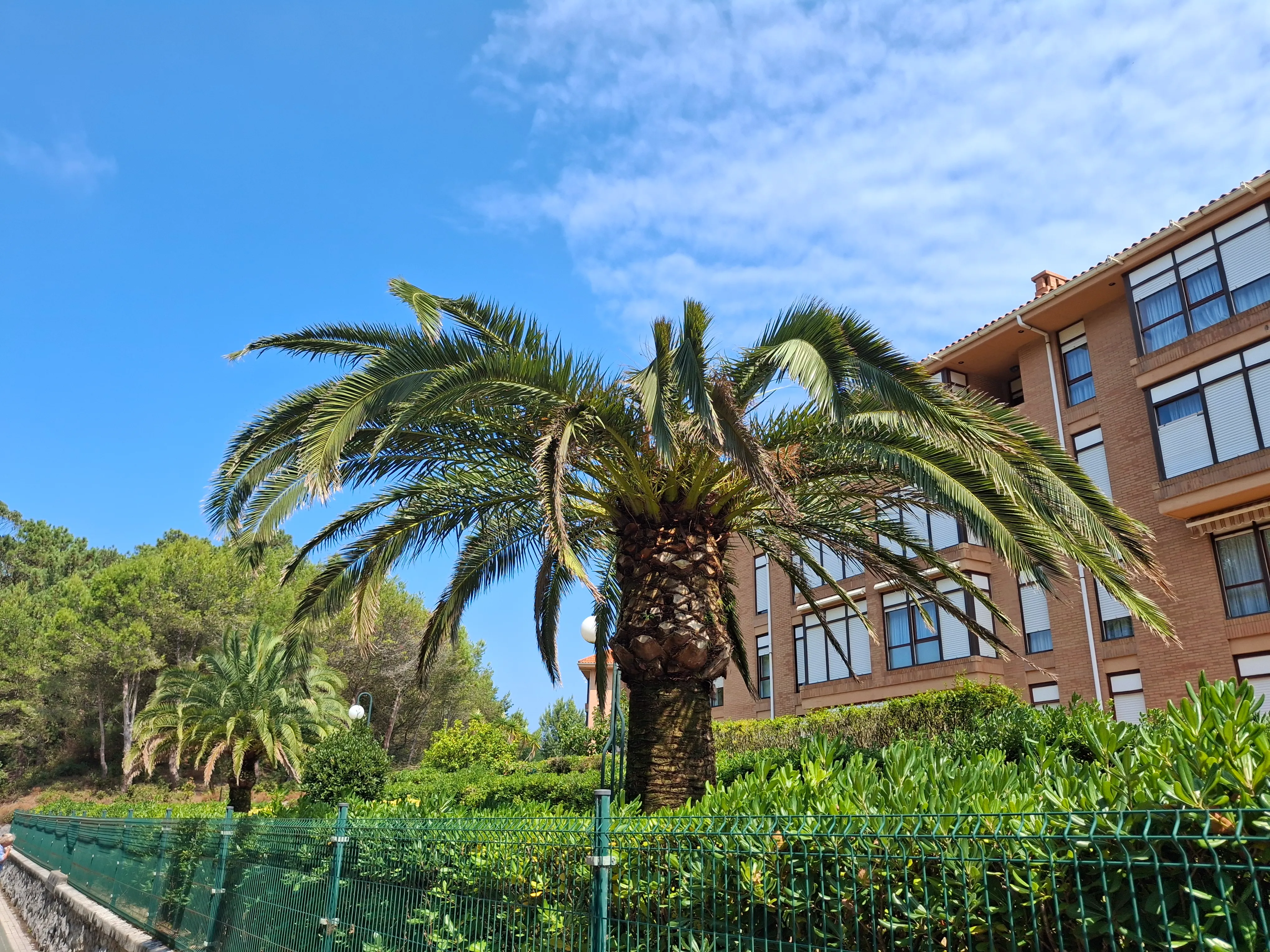palmera-picudo-rojo
