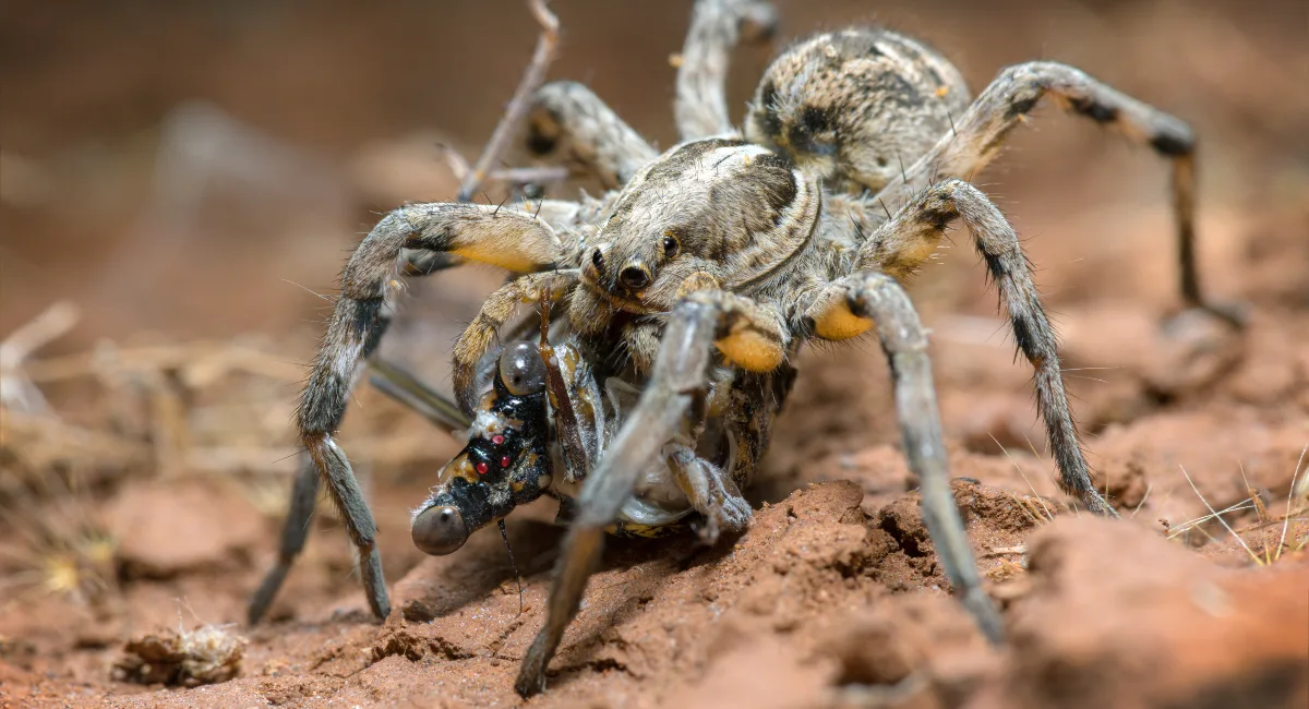 Aranha lobo 