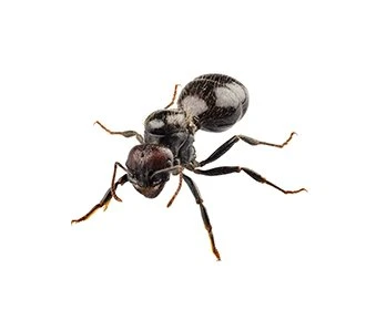 ant