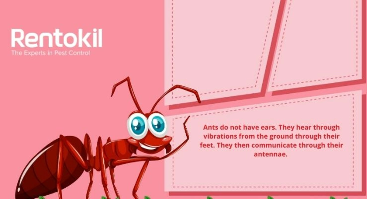 Debugged Blog Pest Home Remedies To Get Rid of Ants Fun Facts