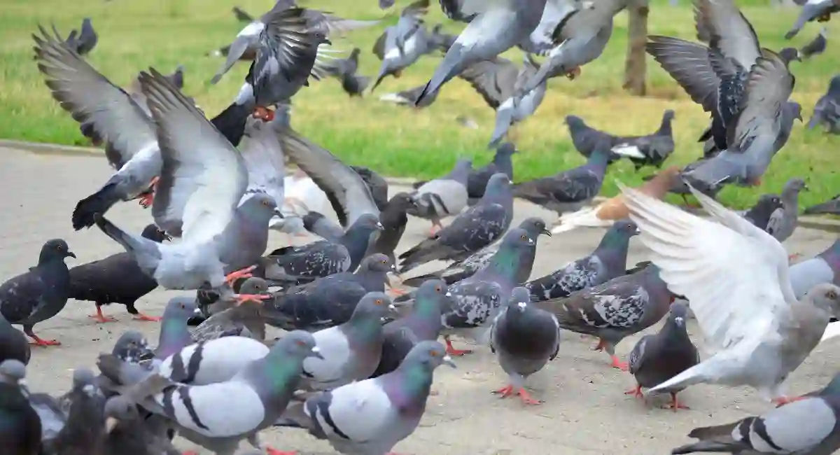pigeons on restaurant patio