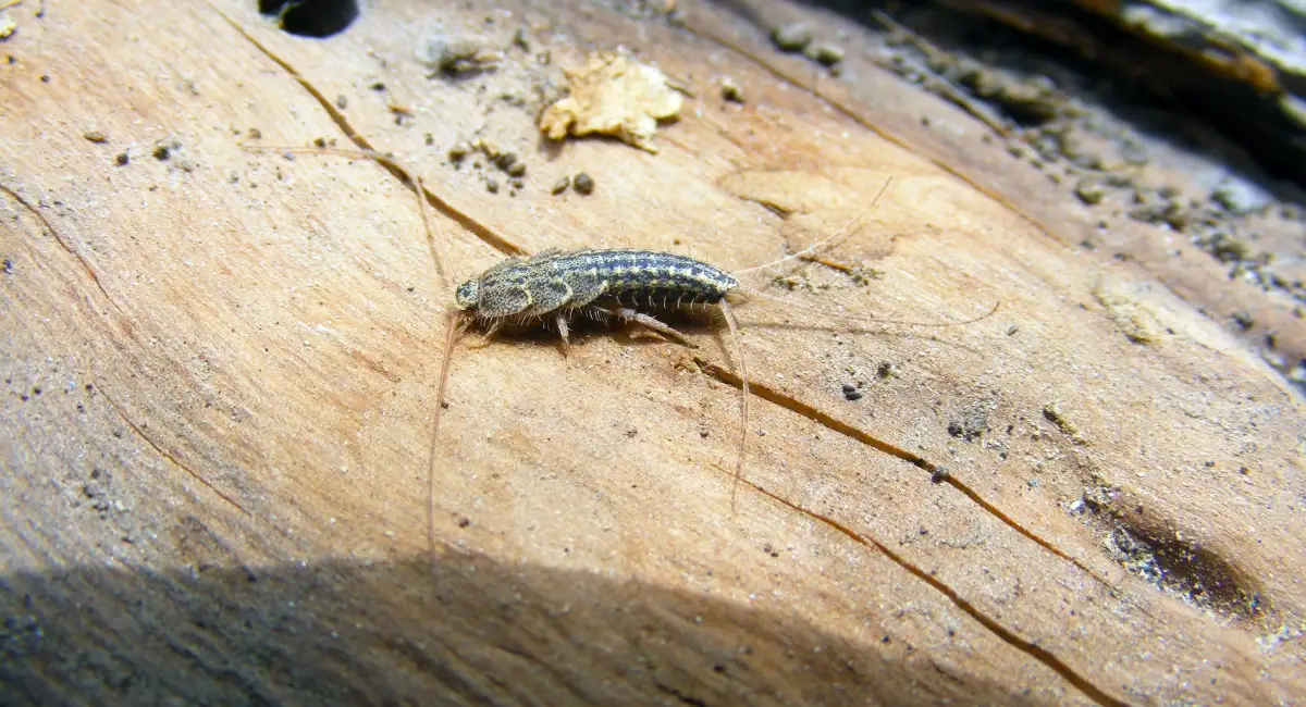 Ovenvisje Thermobia domestica