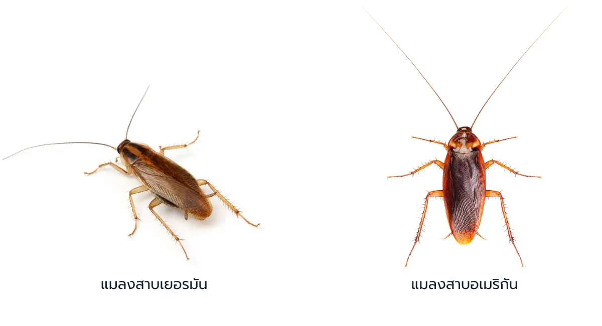 ความแตกต่างระหว่างแมลงสาบเยอรมันกับแมลงสาบอเมริกัน