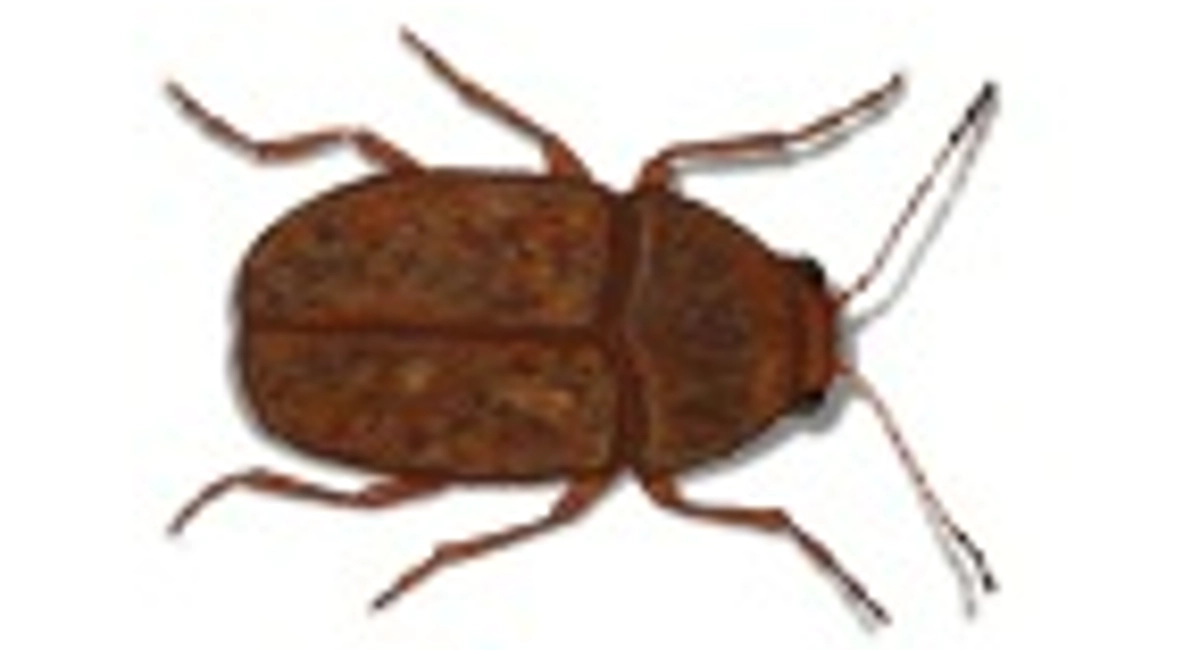 Araecerus Fasciculatus