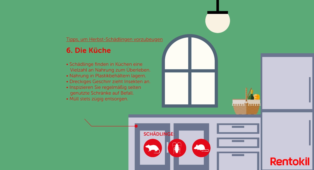 Herbst-Schädlinge: Mäuse, Ratten, Schaben in der Küche