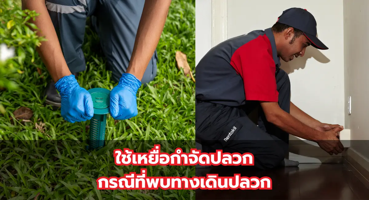 วิธีกำจัดปลวกแบบติดตั้งเหยื่อล่อกำจัดปลวกใต้ดิน