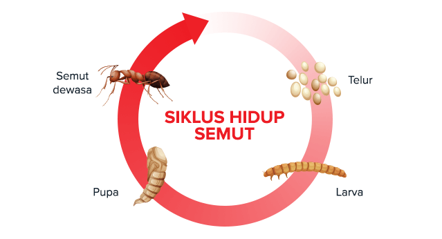 Ant Lifecycle