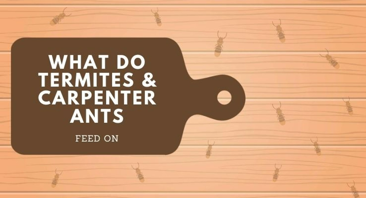 Debugged Blog Learn The Difference Between Termites And Carpenter Ants Food Source