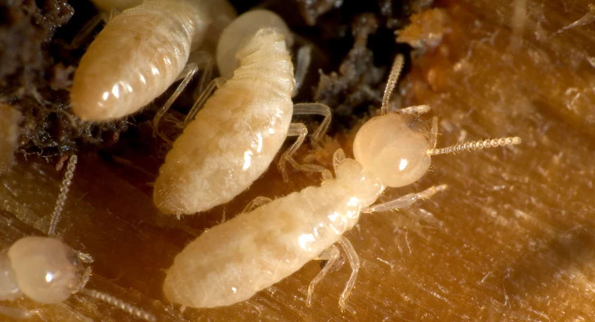 Cryptotermes spp