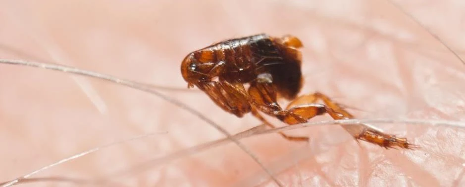Cat Flea